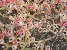 Mesembryanthemum crystallinum many capsules